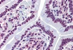 Prominin 2 Antibody, Novus Biologicals 50 &mu;g | Buy Online | Novus Biologicals | Fisher Scientific